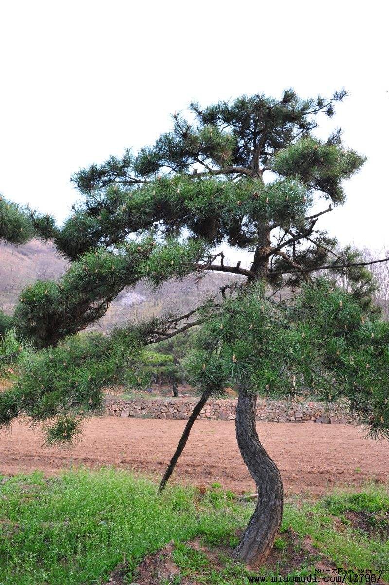 油松根雕應當怎么進行保養？