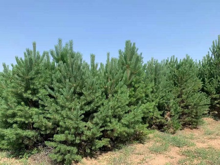 如何才能使造型油松盡早的開花呢？